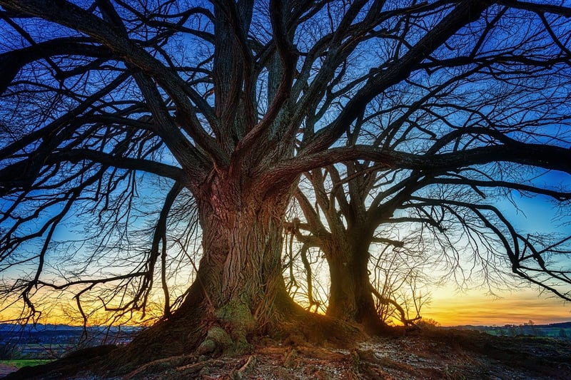 Sunset Stroll in Nature